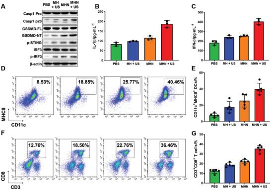 https://cdn.ncbi.nlm.nih.gov/pmc/blobs/7f41/10502831/0254a2c32052/ADVS-10-2302278-g004.jpg