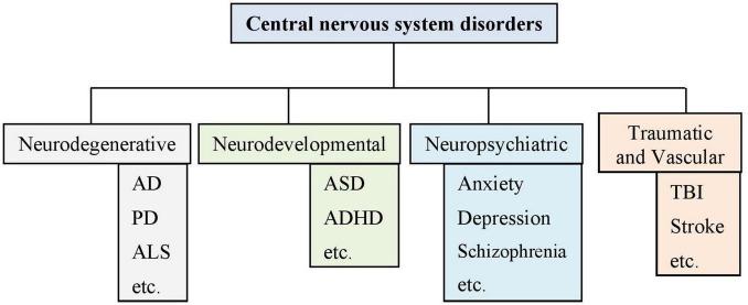 https://cdn.ncbi.nlm.nih.gov/pmc/blobs/7f44/12009953/338453c6ca18/fncel-19-1578138-g003.jpg