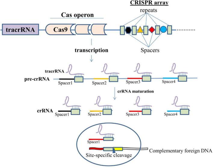 https://cdn.ncbi.nlm.nih.gov/pmc/blobs/7f44/12009953/482cd0181531/fncel-19-1578138-g002.jpg