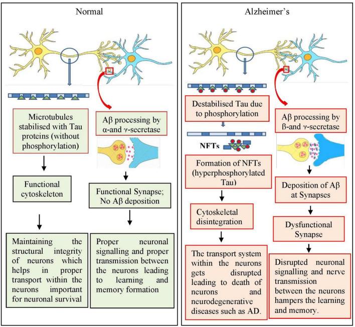 https://cdn.ncbi.nlm.nih.gov/pmc/blobs/7f44/12009953/df5f50b0692d/fncel-19-1578138-g004.jpg