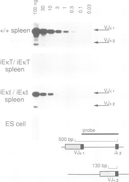 https://cdn.ncbi.nlm.nih.gov/pmc/blobs/7f44/413463/c22f331055fc/emboj00078-0107-a.jpg