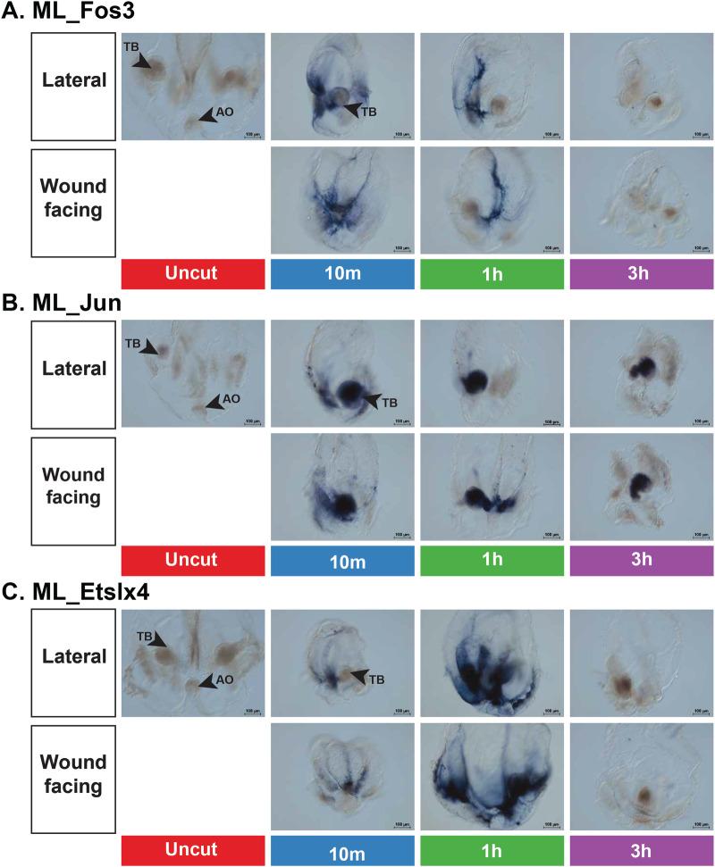 https://cdn.ncbi.nlm.nih.gov/pmc/blobs/7f45/10876535/8d38457c551c/42003_2024_5901_Fig5_HTML.jpg