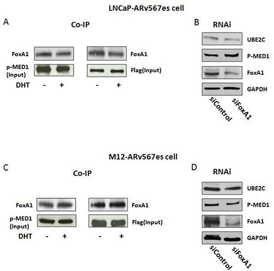 https://cdn.ncbi.nlm.nih.gov/pmc/blobs/7f45/4381595/1861d118565b/oncotarget-06-288-g006.jpg