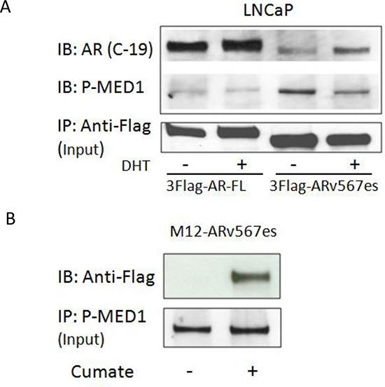 https://cdn.ncbi.nlm.nih.gov/pmc/blobs/7f45/4381595/7c3794d30864/oncotarget-06-288-g002.jpg