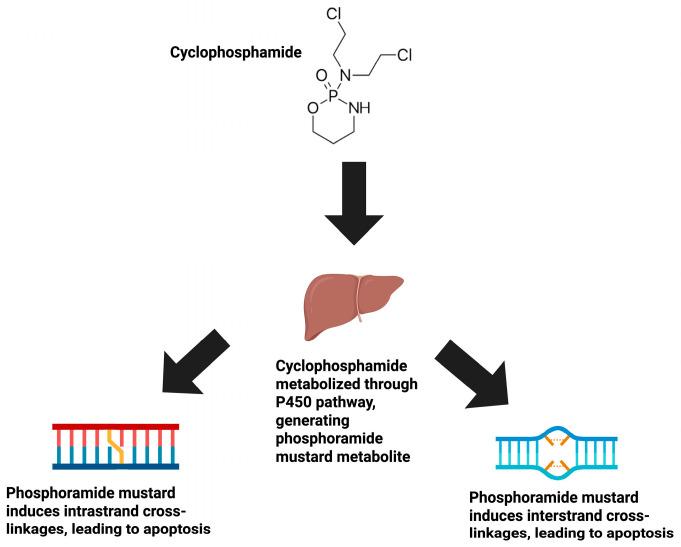 https://cdn.ncbi.nlm.nih.gov/pmc/blobs/7f46/12249703/01dfda893458/ijms-26-06440-g001.jpg