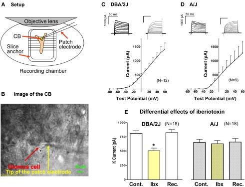 https://cdn.ncbi.nlm.nih.gov/pmc/blobs/7f47/3190176/b0e692e897fa/fncel-05-00019-g003.jpg