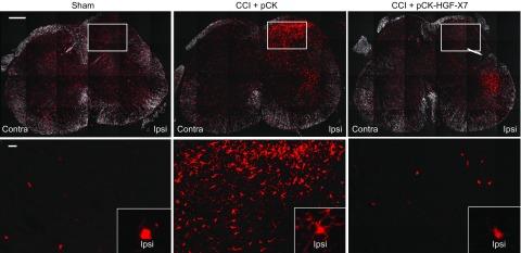 https://cdn.ncbi.nlm.nih.gov/pmc/blobs/7f4e/6113864/45193c477c86/fj.201800476Rf7.jpg