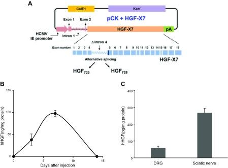 https://cdn.ncbi.nlm.nih.gov/pmc/blobs/7f4e/6113864/6c8e58733e08/fj.201800476Rf1.jpg