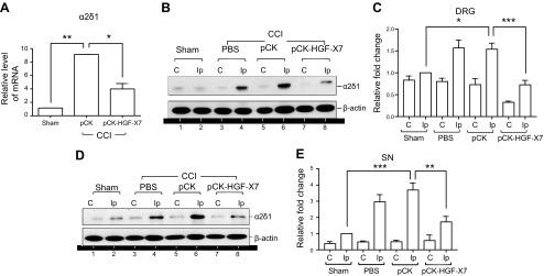 https://cdn.ncbi.nlm.nih.gov/pmc/blobs/7f4e/6113864/a8123c40734b/fj.201800476Rf5.jpg