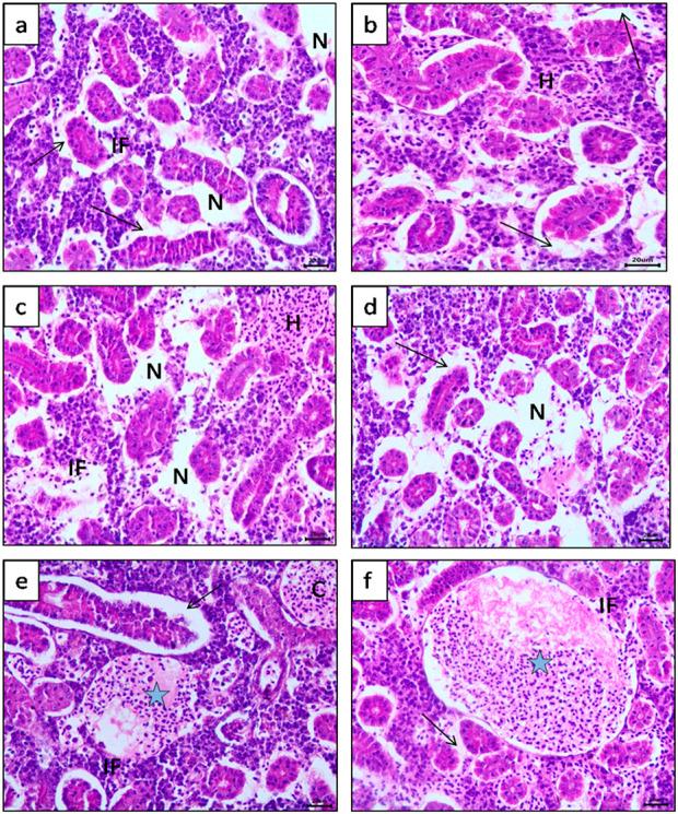 https://cdn.ncbi.nlm.nih.gov/pmc/blobs/7f51/12069368/3abd5775962c/fphys-16-1557647-g003.jpg