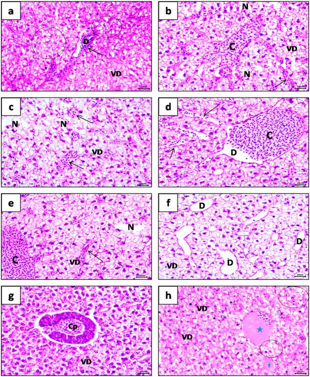 https://cdn.ncbi.nlm.nih.gov/pmc/blobs/7f51/12069368/d25641212361/fphys-16-1557647-g004.jpg