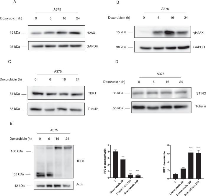 https://cdn.ncbi.nlm.nih.gov/pmc/blobs/7f51/9792452/311e89e3d209/41420_2022_1278_Fig1_HTML.jpg