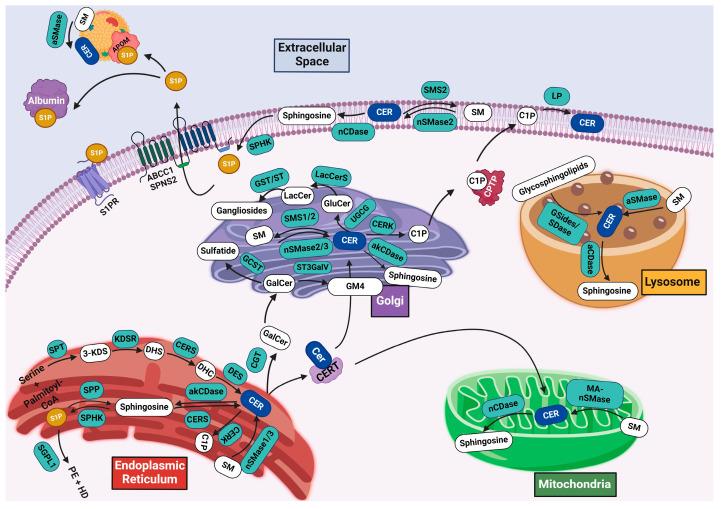 https://cdn.ncbi.nlm.nih.gov/pmc/blobs/7f52/11171506/6ddf250cd7da/cells-13-00890-g002.jpg