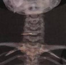 https://cdn.ncbi.nlm.nih.gov/pmc/blobs/7f58/9242429/451e36aef809/jvb-21-e20220012-g01-en.jpg