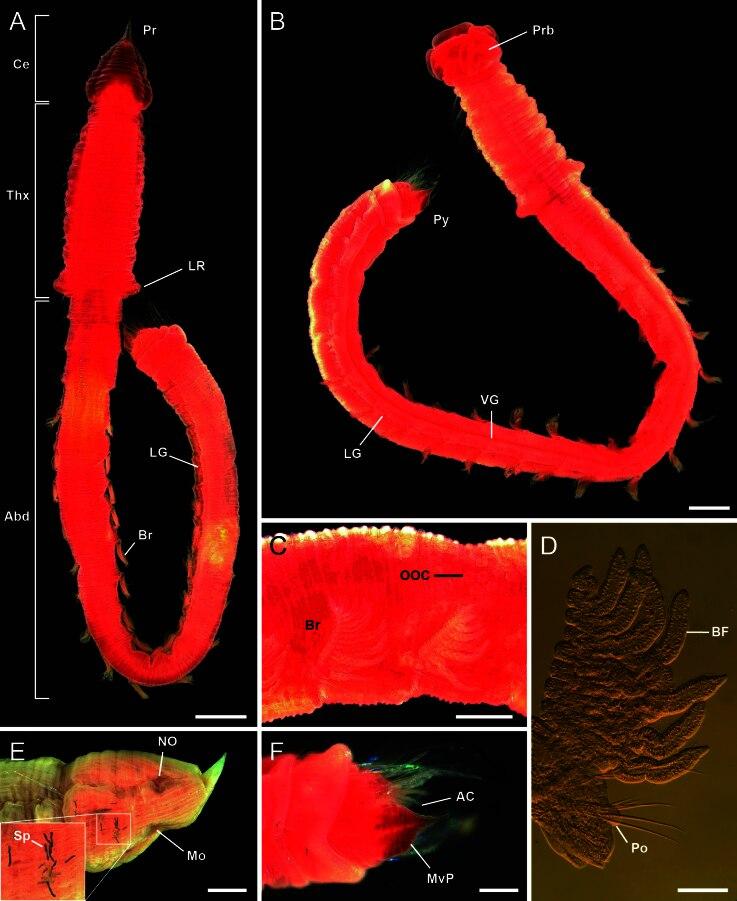 https://cdn.ncbi.nlm.nih.gov/pmc/blobs/7f5a/11499668/b01ba4624c30/bdj-12-e129526-g003.jpg