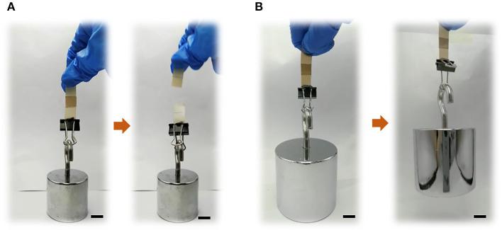 https://cdn.ncbi.nlm.nih.gov/pmc/blobs/7f5d/7880054/ed541bd9194b/fbioe-08-630094-g0004.jpg