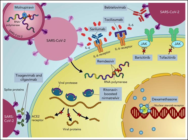 https://cdn.ncbi.nlm.nih.gov/pmc/blobs/7f60/9389632/3f29a6a0c2ac/bloodBLD2022016089Cf1.jpg