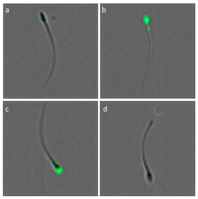 https://cdn.ncbi.nlm.nih.gov/pmc/blobs/7f61/12345453/4b2b2350f4cf/animals-15-02282-g002.jpg