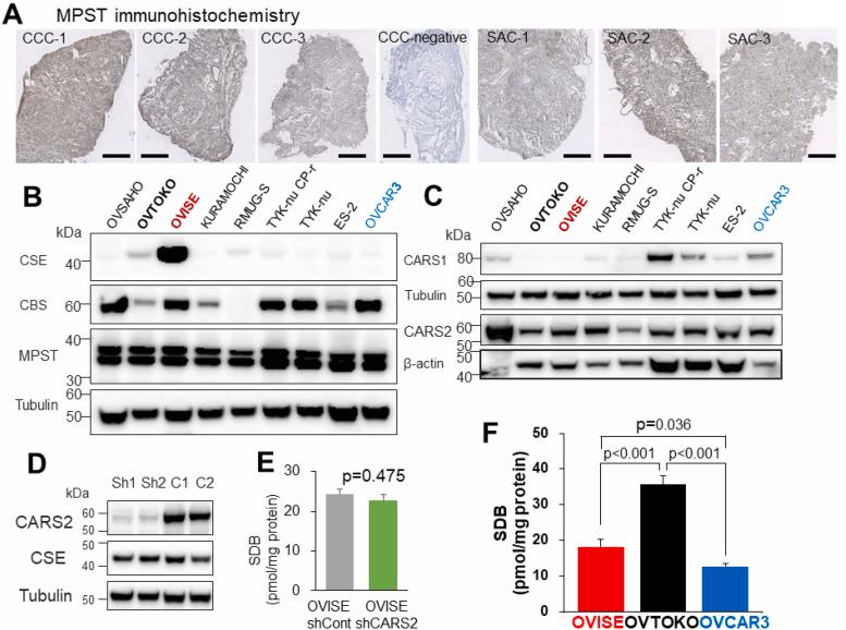 https://cdn.ncbi.nlm.nih.gov/pmc/blobs/7f61/8010883/53de1ef6a900/gr5.jpg