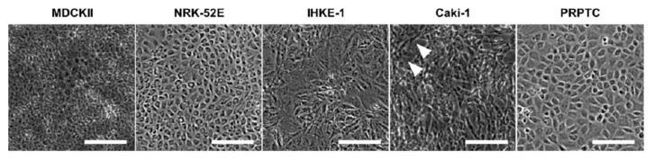 https://cdn.ncbi.nlm.nih.gov/pmc/blobs/7f61/8464824/2a059418565f/pharmaceuticals-14-00908-g002.jpg