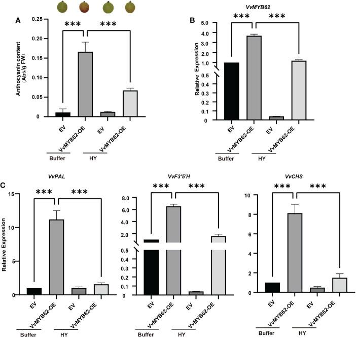 https://cdn.ncbi.nlm.nih.gov/pmc/blobs/7f67/10028066/b68dc8d7853f/fpls-14-1119749-g008.jpg