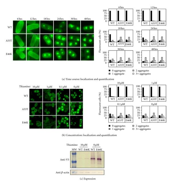 https://cdn.ncbi.nlm.nih.gov/pmc/blobs/7f6c/3263534/6d98975535ee/NEUROLOGY2011-521847.004.jpg