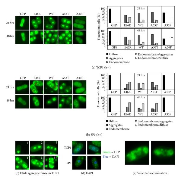 https://cdn.ncbi.nlm.nih.gov/pmc/blobs/7f6c/3263534/79def613c117/NEUROLOGY2011-521847.003.jpg