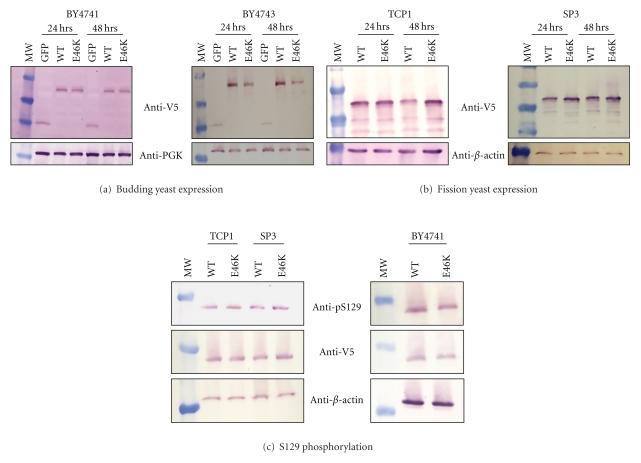 https://cdn.ncbi.nlm.nih.gov/pmc/blobs/7f6c/3263534/81e61ffdcd9b/NEUROLOGY2011-521847.005.jpg
