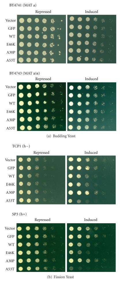 https://cdn.ncbi.nlm.nih.gov/pmc/blobs/7f6c/3263534/f0bbf7e0ea04/NEUROLOGY2011-521847.001.jpg