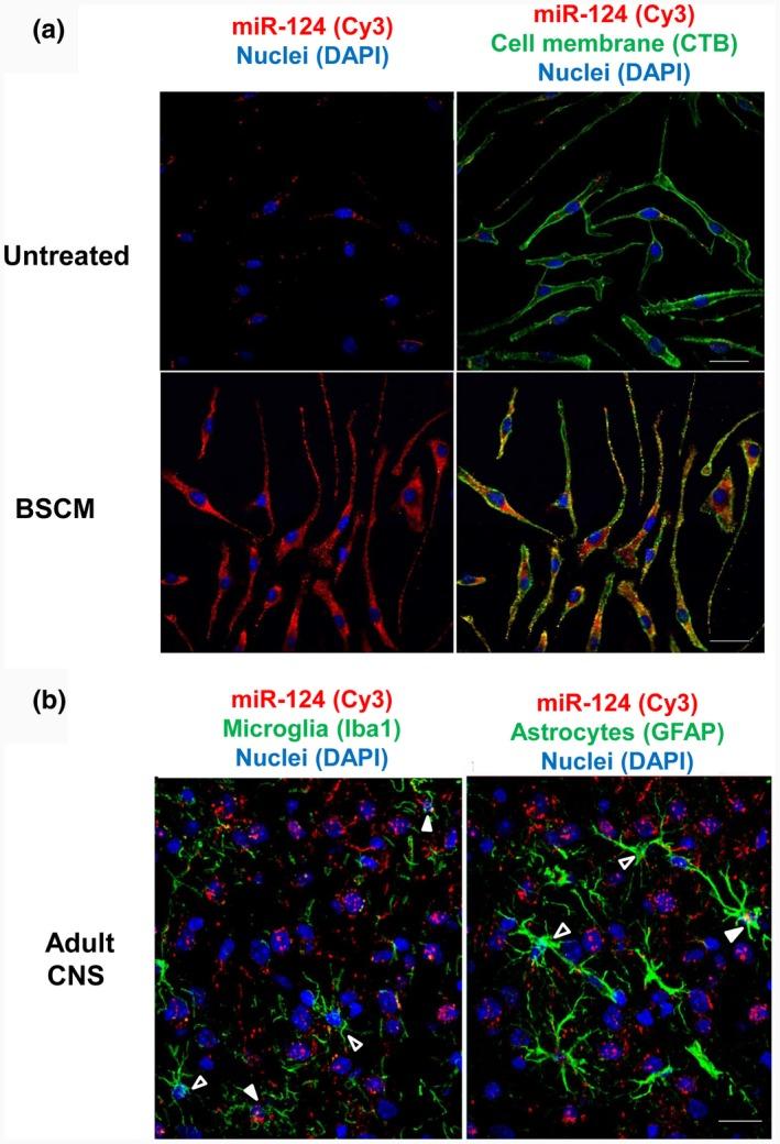 https://cdn.ncbi.nlm.nih.gov/pmc/blobs/7f6c/6587827/1ae71f966294/JNR-97-162-g009.jpg