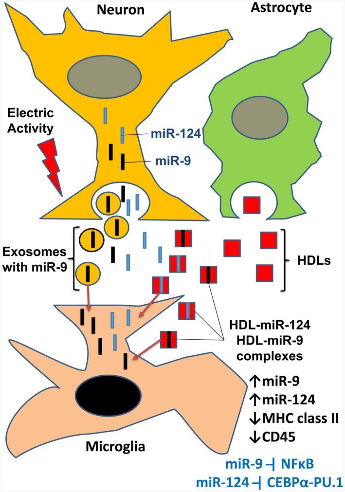 https://cdn.ncbi.nlm.nih.gov/pmc/blobs/7f6c/6587827/6feb1e2787a7/JNR-97-162-g010.jpg