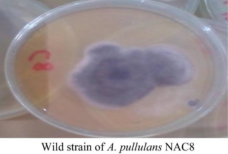 https://cdn.ncbi.nlm.nih.gov/pmc/blobs/7f6e/6296646/613d7c8c4ff2/gr1b.jpg