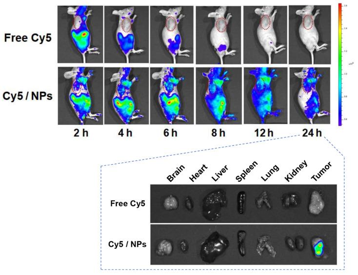 https://cdn.ncbi.nlm.nih.gov/pmc/blobs/7f70/7977472/71f1a0d146ac/thnov11p4171g007.jpg