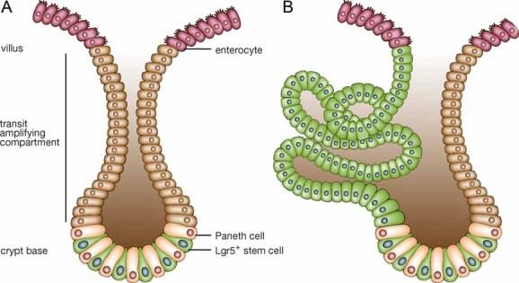 https://cdn.ncbi.nlm.nih.gov/pmc/blobs/7f71/3378138/dcd9d166ad3a/emmm0001-0255-f2.jpg