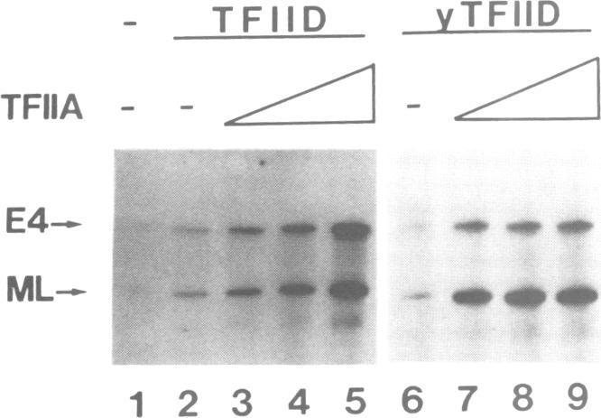 https://cdn.ncbi.nlm.nih.gov/pmc/blobs/7f73/452922/b41109dcce38/emboj00106-0335-a.jpg