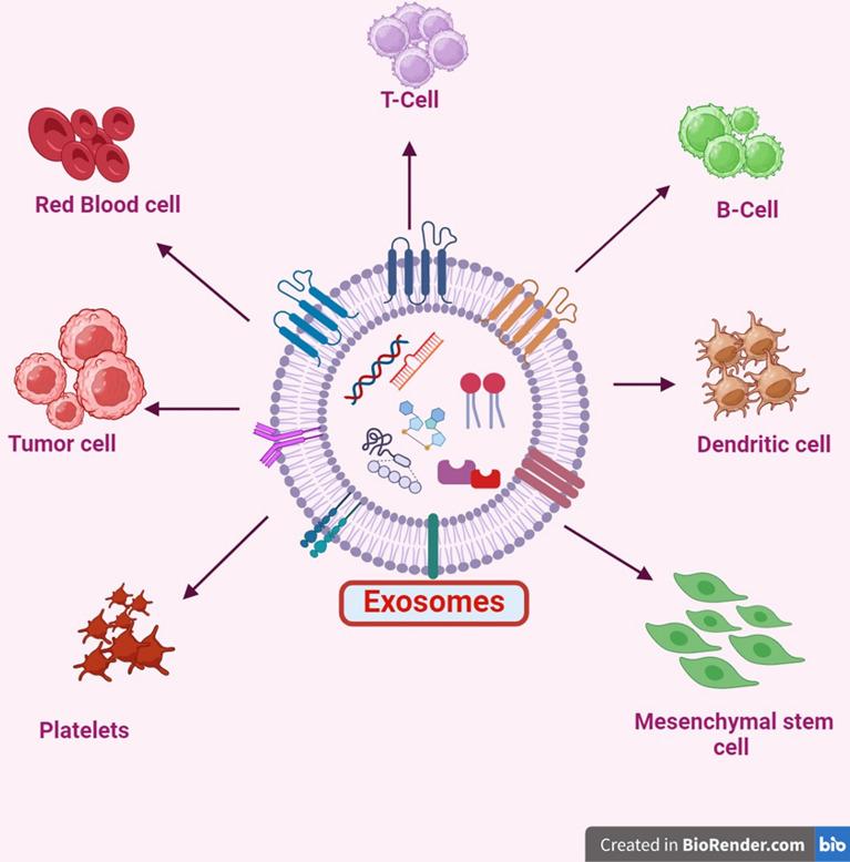 https://cdn.ncbi.nlm.nih.gov/pmc/blobs/7f77/12001718/6170c0b80637/12935_2025_3731_Fig4_HTML.jpg
