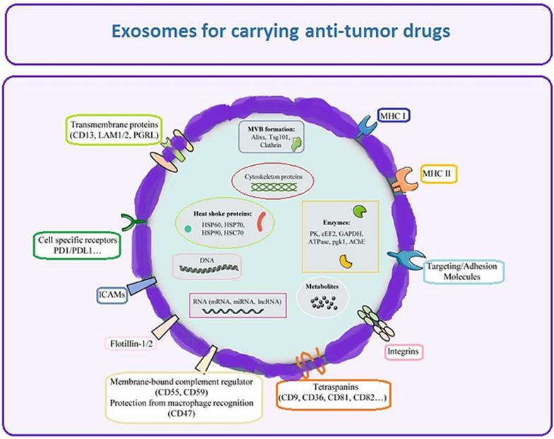 https://cdn.ncbi.nlm.nih.gov/pmc/blobs/7f77/12001718/7ccface2be51/12935_2025_3731_Fig10_HTML.jpg