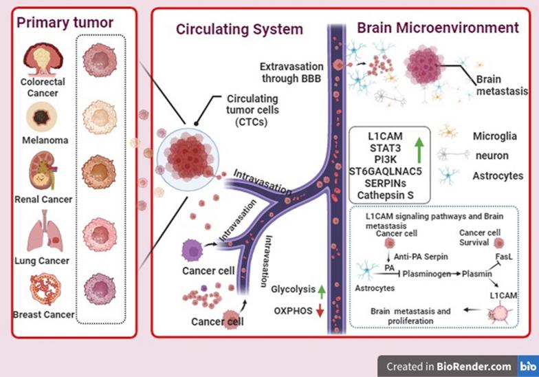 https://cdn.ncbi.nlm.nih.gov/pmc/blobs/7f77/12001718/b7e5dc1cb357/12935_2025_3731_Fig3_HTML.jpg