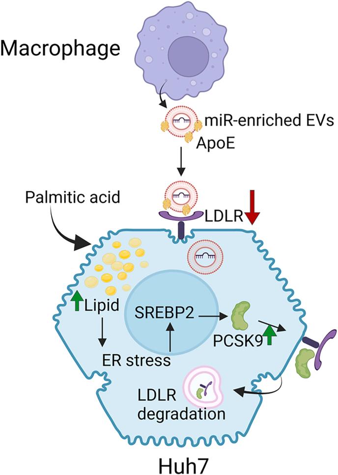 https://cdn.ncbi.nlm.nih.gov/pmc/blobs/7f79/12139455/3ff9b1152426/gr7.jpg