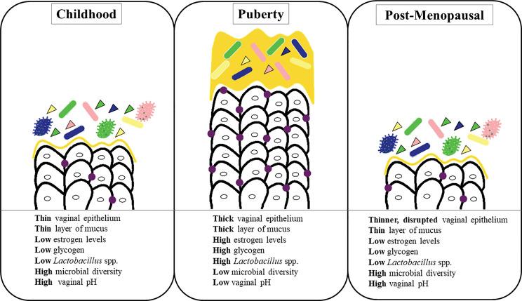 https://cdn.ncbi.nlm.nih.gov/pmc/blobs/7f7b/8805710/8dcc2656101c/fcimb-11-672429-g002.jpg