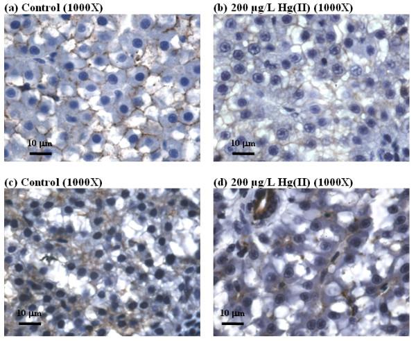 https://cdn.ncbi.nlm.nih.gov/pmc/blobs/7f7c/2862047/ccbd15494ba6/1471-2164-11-212-2.jpg