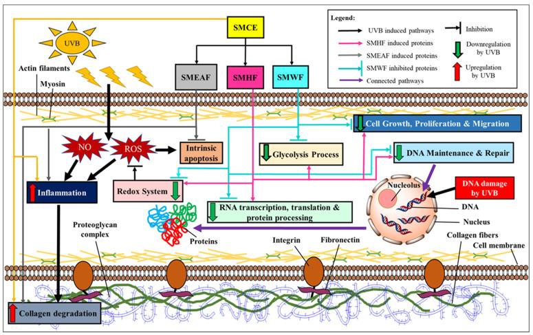 https://cdn.ncbi.nlm.nih.gov/pmc/blobs/7f7d/8037697/6e1d91aeb2a2/molecules-26-02000-g006.jpg