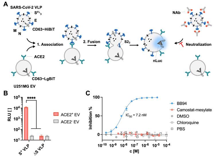 https://cdn.ncbi.nlm.nih.gov/pmc/blobs/7f7e/10669694/9c9ad35fe39a/biomedicines-11-02892-g002.jpg