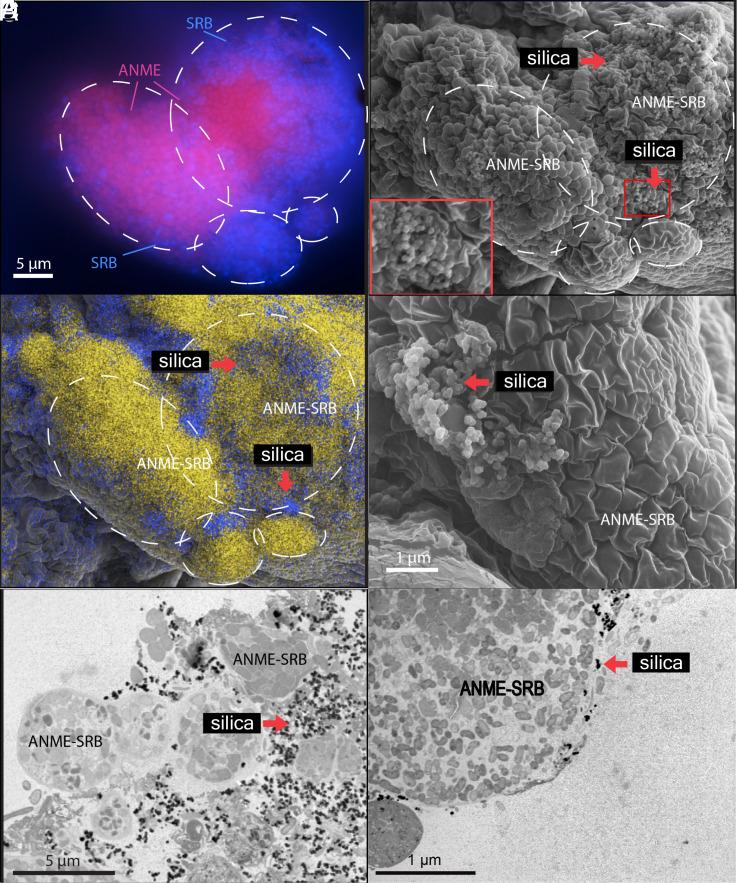 https://cdn.ncbi.nlm.nih.gov/pmc/blobs/7f7e/10743459/ac6768578924/pnas.2302156120fig01.jpg