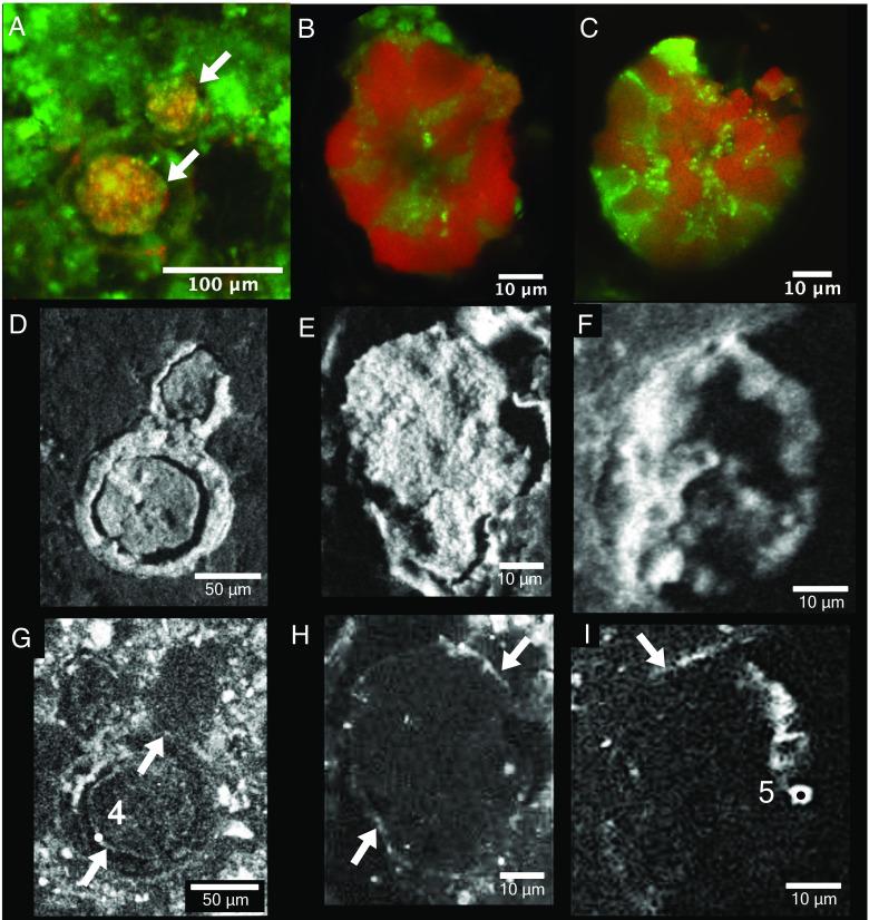 https://cdn.ncbi.nlm.nih.gov/pmc/blobs/7f7e/10743459/b1b2668f0807/pnas.2302156120fig05.jpg