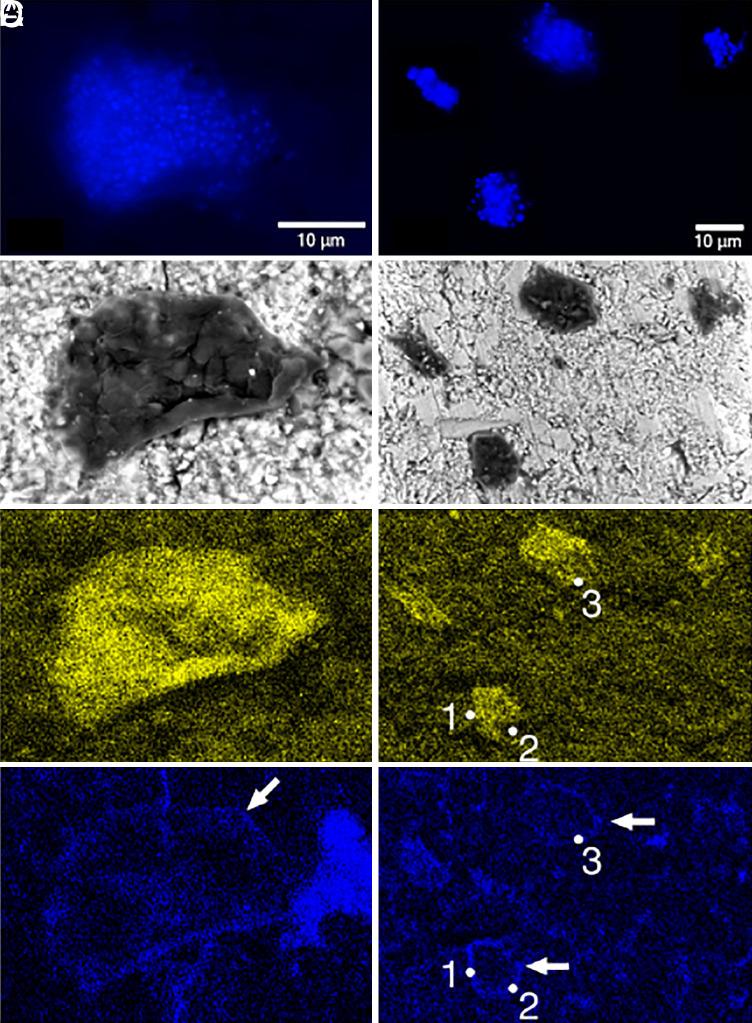https://cdn.ncbi.nlm.nih.gov/pmc/blobs/7f7e/10743459/fb8d268b1b4e/pnas.2302156120fig04.jpg