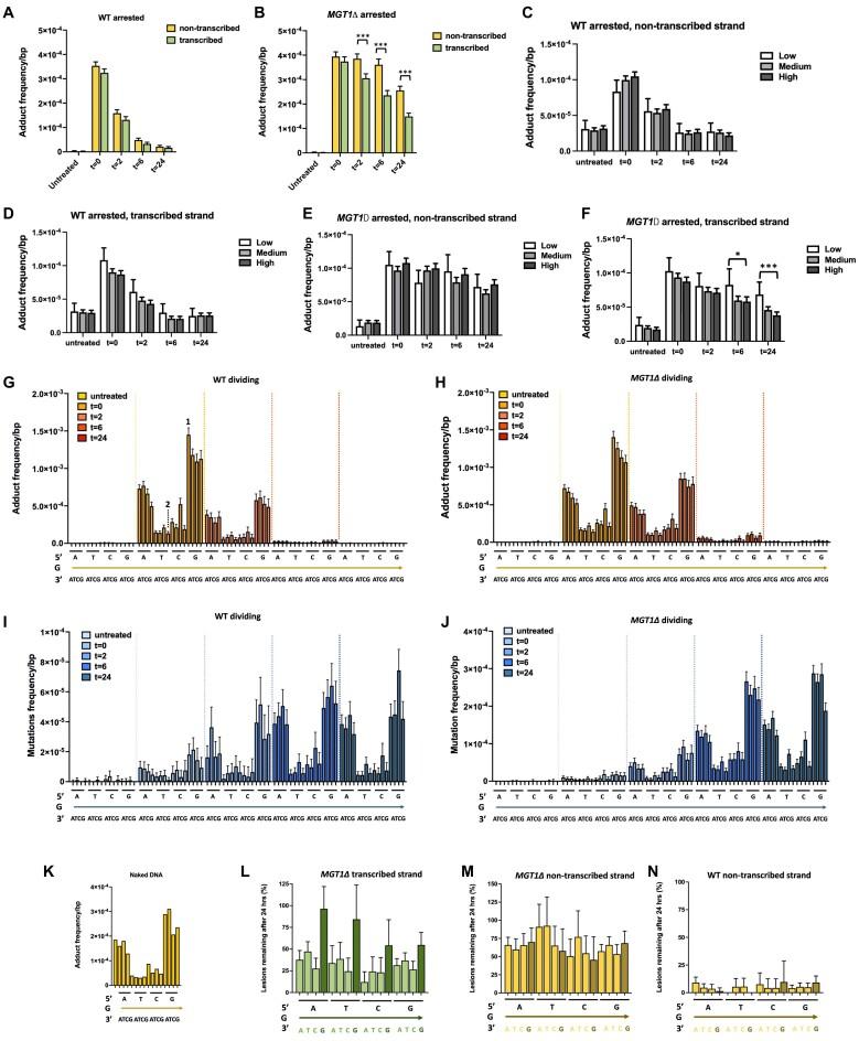 https://cdn.ncbi.nlm.nih.gov/pmc/blobs/7f7f/11381349/df948b7bb311/gkae632fig5.jpg