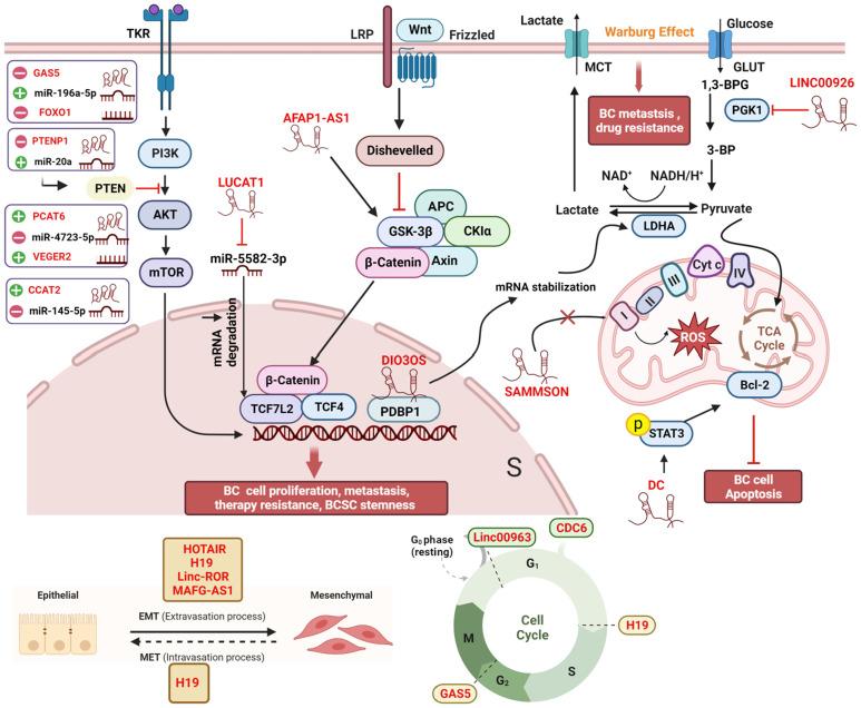 https://cdn.ncbi.nlm.nih.gov/pmc/blobs/7f80/10949897/8980ebb3545f/fonc-14-1337579-g002.jpg