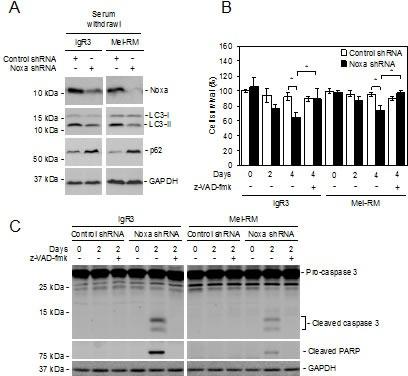 https://cdn.ncbi.nlm.nih.gov/pmc/blobs/7f80/4294377/643b2f9df8dd/oncotarget-05-11237-g006.jpg