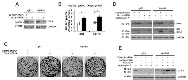 https://cdn.ncbi.nlm.nih.gov/pmc/blobs/7f80/4294377/7e08a4dbeaab/oncotarget-05-11237-g005.jpg